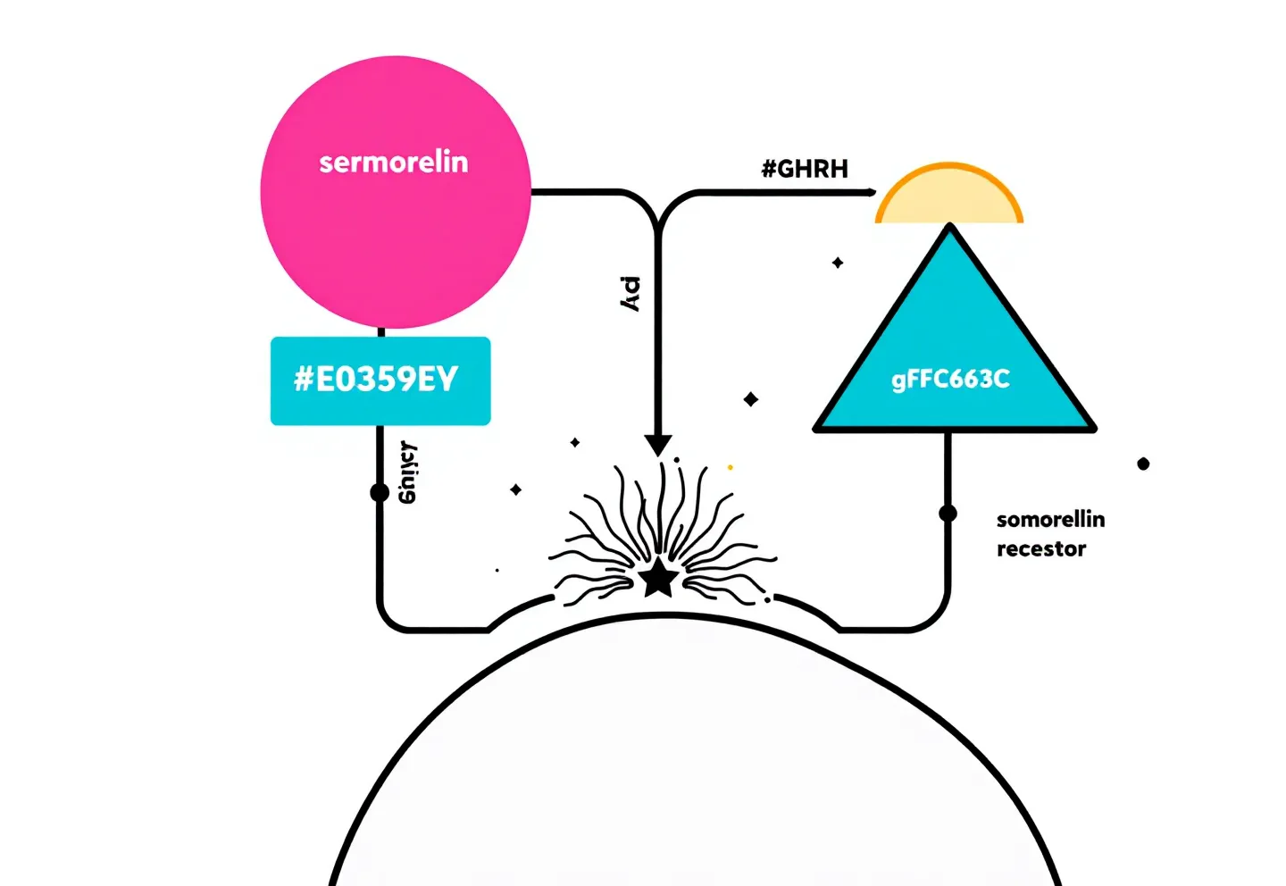 Memphis-style geometric diagram contrasting two GH-secretagogue receptor pathways converging on a single somatotroph on white